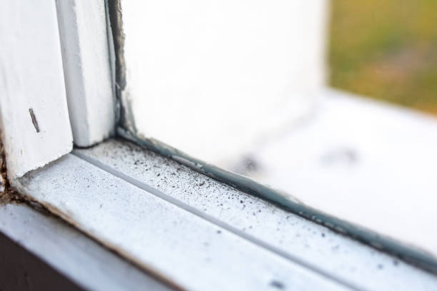 Reliable Rushville, IN Mold Removal Solutions
