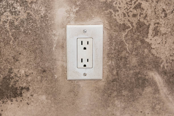 Best Environmental Consulting for Mold Prevention  in Rushville, IN